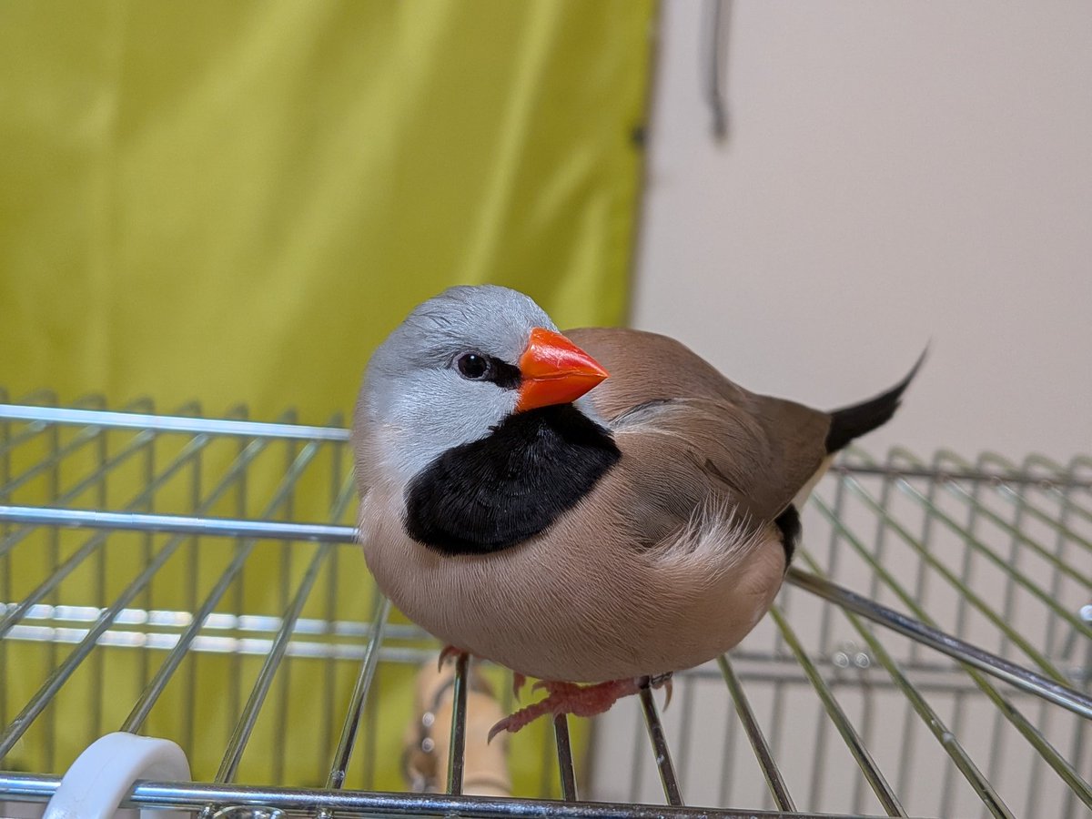 スタとフォグ tweet media