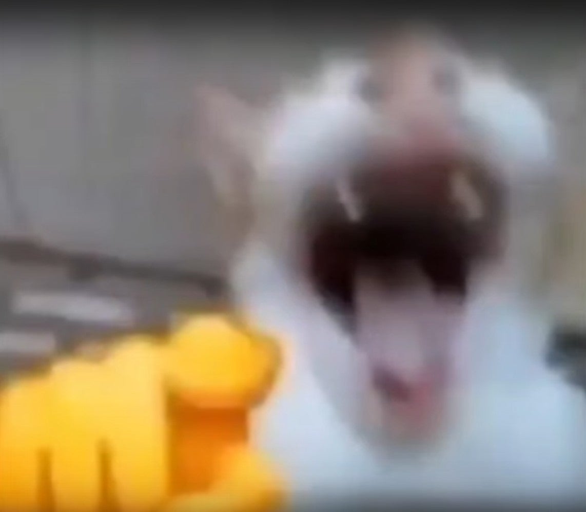 Groypeon tweet media