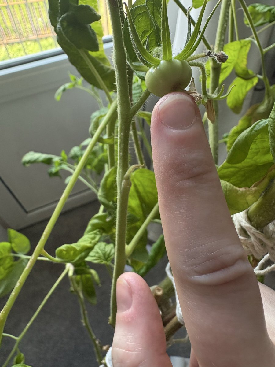 The Republic of New Strathclyde tweet media