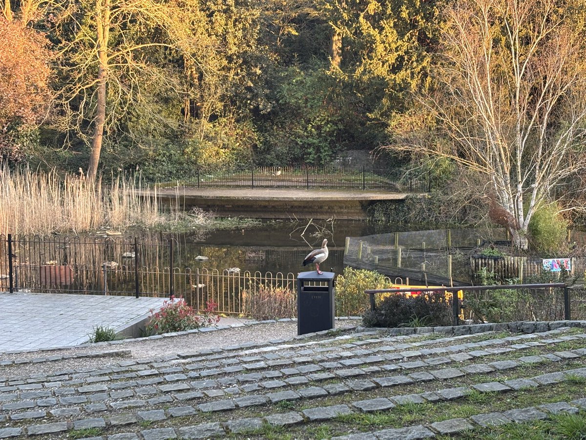 caroline 3 tweet media