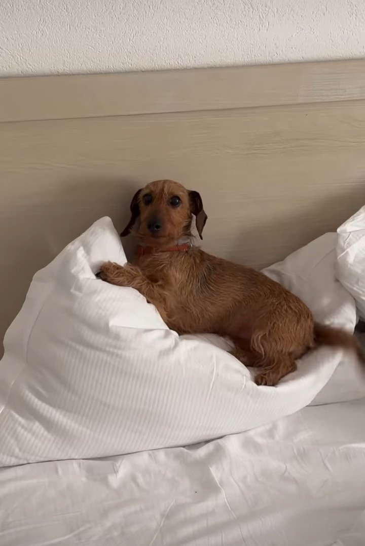 The Sky is green tweet media