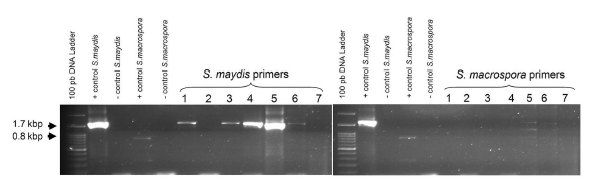 SDVE - INTA Balcarce tweet media