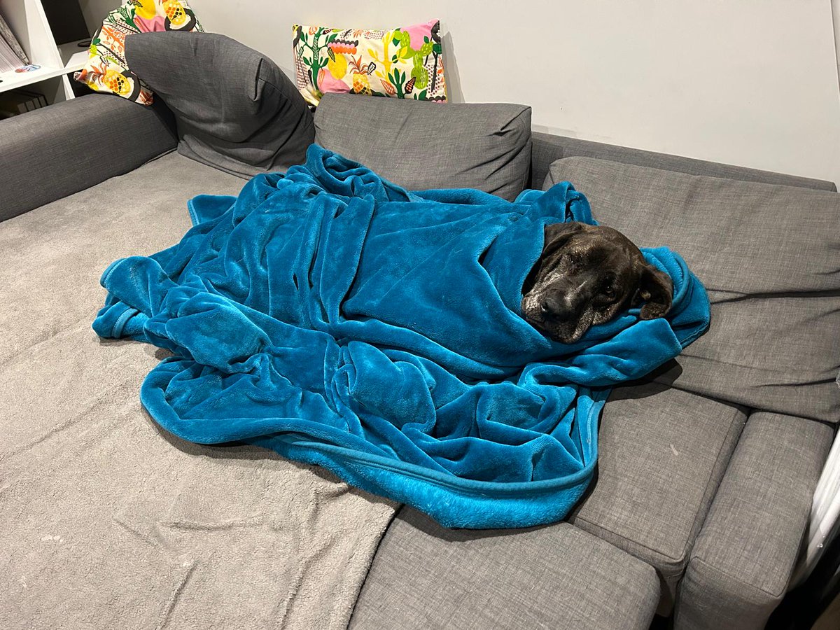 DT_Newbury's tweet photo. Oh hey 👋 Your feed’s been missing Max! 🐶❤️ He’s been waiting 200+ days for a forever home 😢 He’s a chilled, loving boy who enjoys quiet walks 🌿 just needs a bit of space around food 🍽️ Someone out there is perfect for him — could it be you? ❤️ #AdoptMax #RescueDog 🐾 https://t.co/LYUorJCoLd