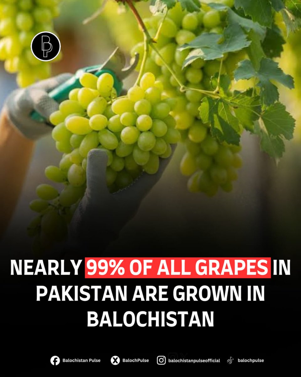 Balochistan Pulse tweet media