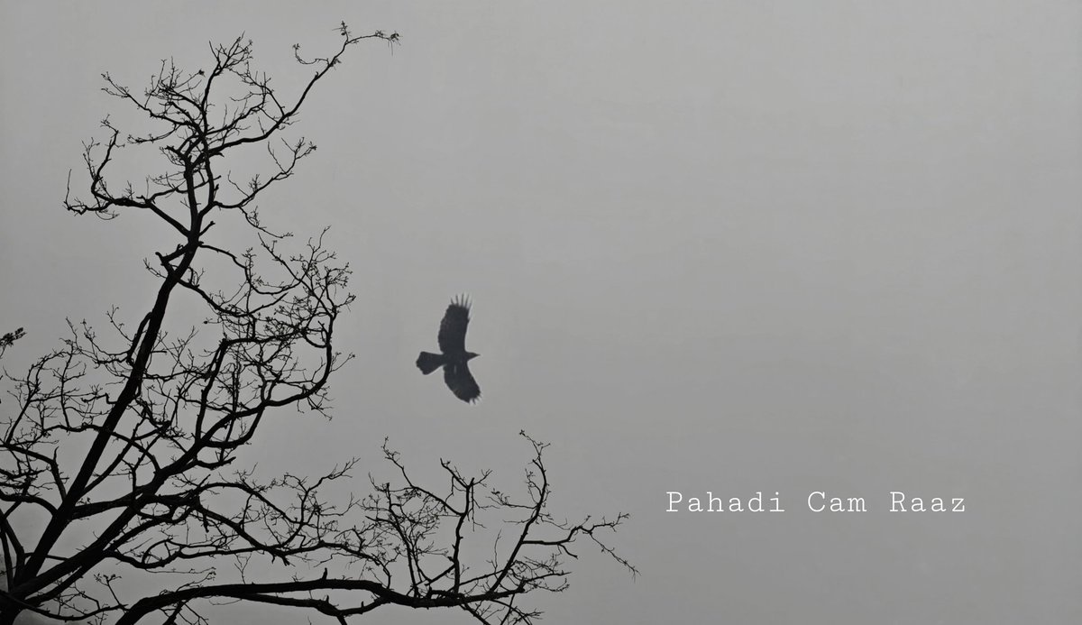 PradeepPhoto87's tweet photo. सन्नाटे भरे आसमान में उड़ान भरता एक अकेला पंछी, और पेड़ों की खामोशी… यही है पहाड़ों की असली शांति। 
#himachalpradesh #shimla #rain #weather #hills #travel https://t.co/ivV0xcUXxu