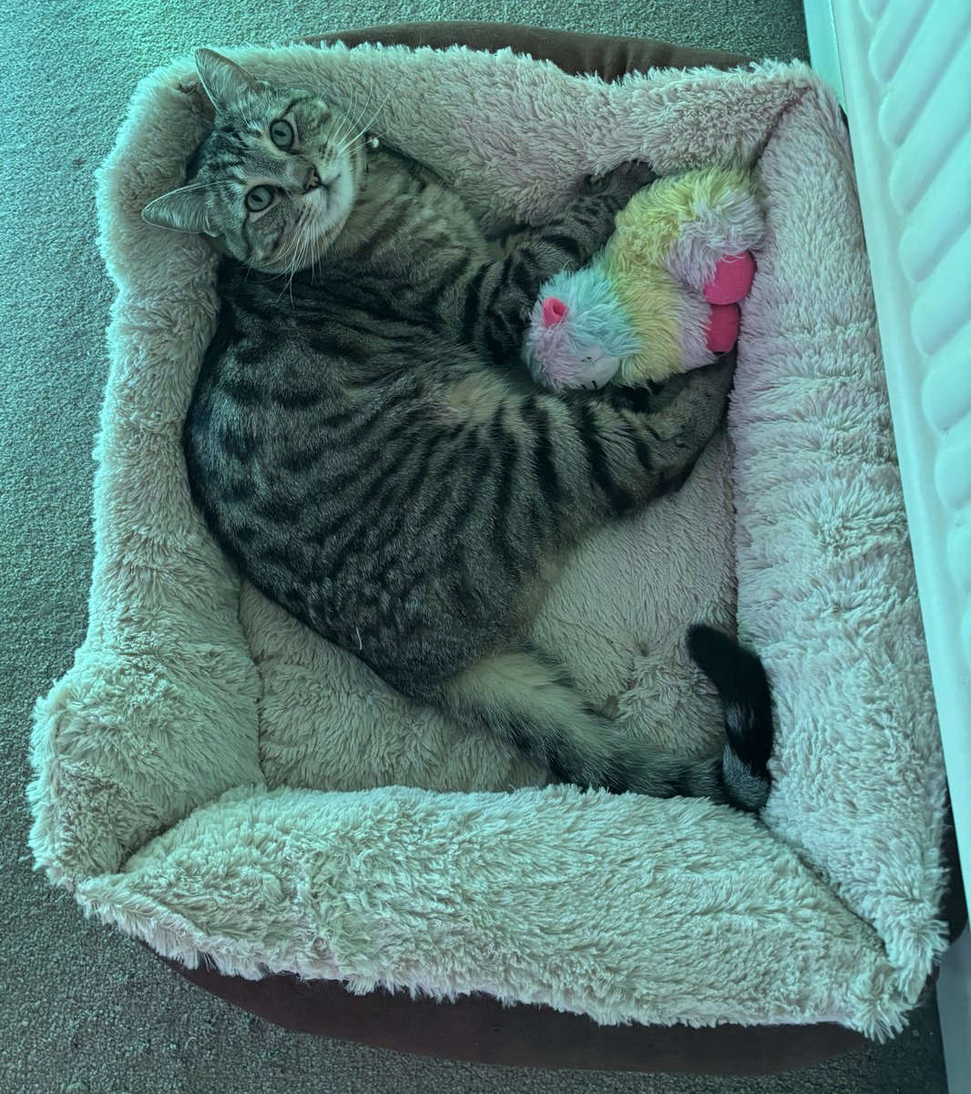 The Vicarage Cat tweet media