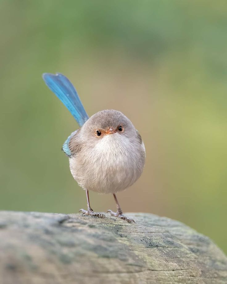 Birds Colour 🕊️ tweet media