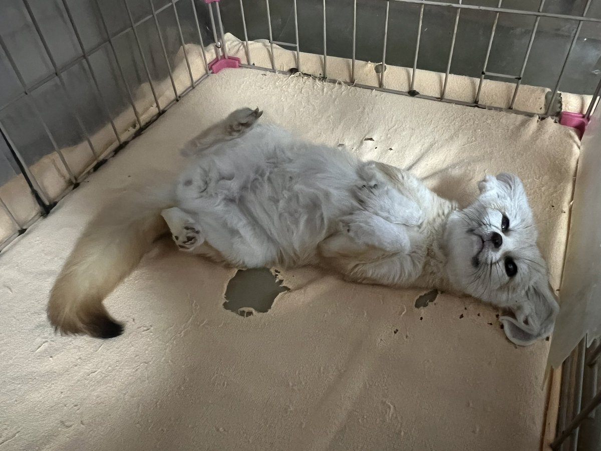 なでて欲しい時この姿勢です😂