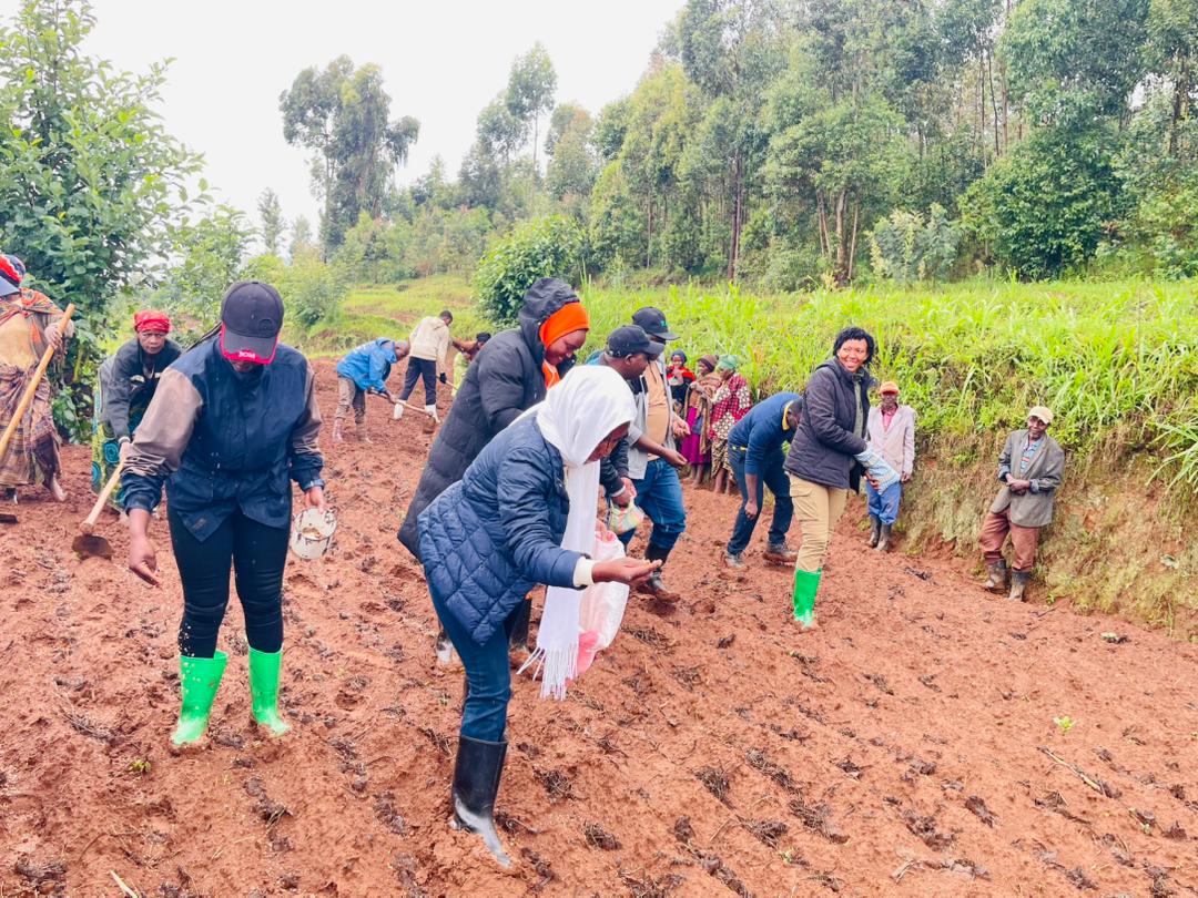 greenafricarw's tweet image. On March 19, 2026, in @GicumbiDistrictt, the 2026 agricultural season is being officially launched in @CyumbaS Sector, #Nyakabungo Cell, where wheat is being planted on 50 hectares at the Remera site #RwOT @RwandaAgri
@ryaf_agribiz @Agronomme_ @USDA @RwandaRoam @GreenHarvestinc