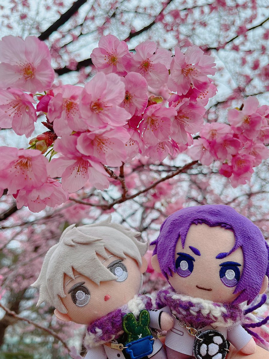 wawuu99's tweet photo. 🌸🌸🌸 https://t.co/YvOcy5U28i