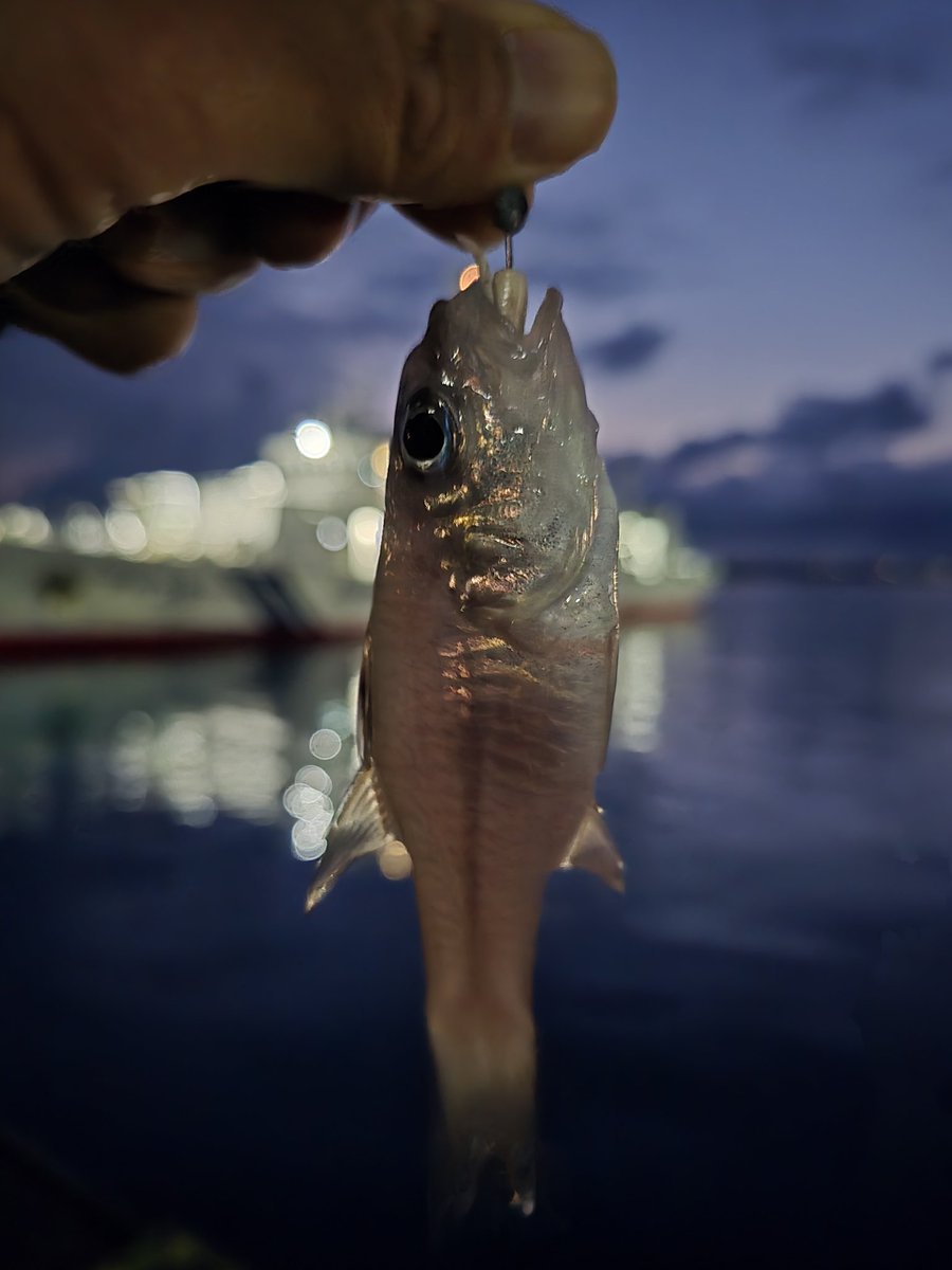 むちぃ tweet media