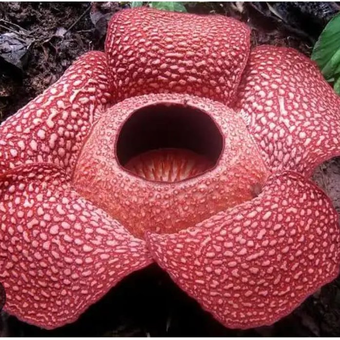 Pit.CYPHERPUNK.eth tweet media