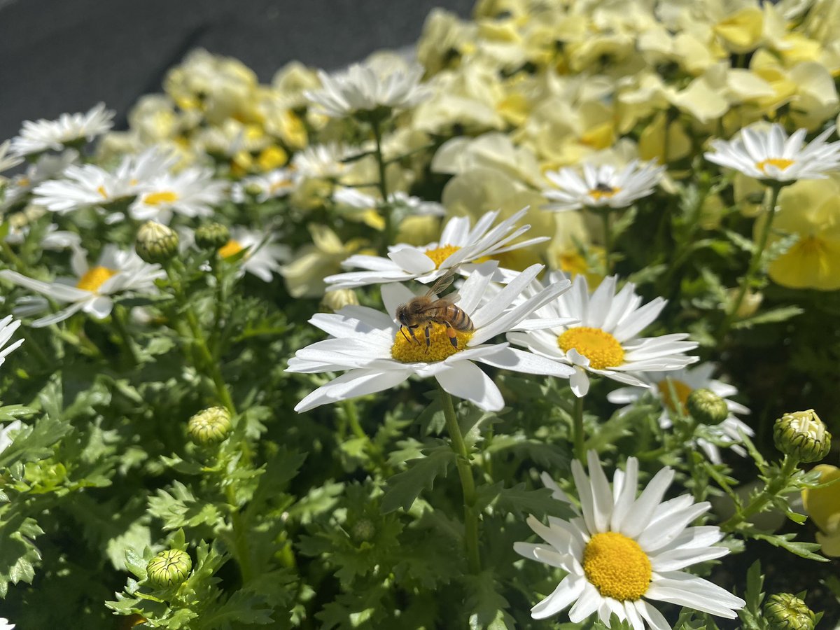 まるる tweet media