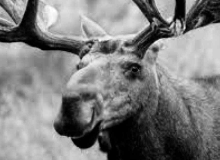 Elmer Keith tweet media