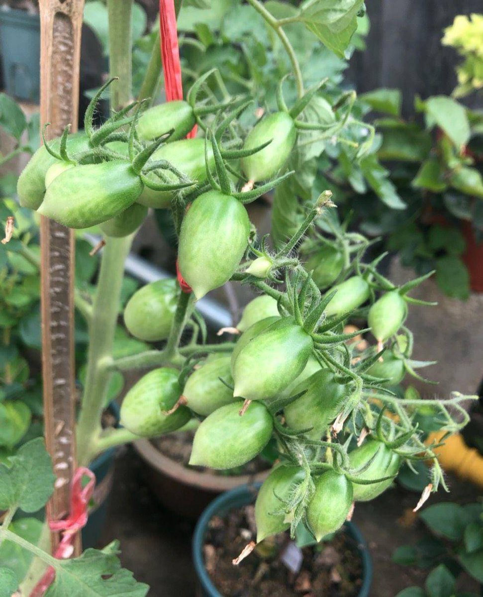 Online Contests tweet media