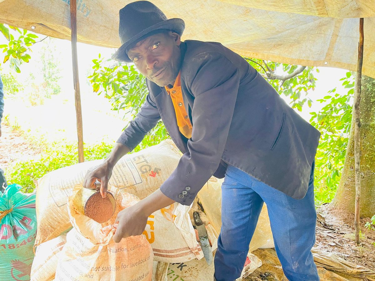 greenafricarw's tweet image. On March 19, 2026, in @GicumbiDistrictt, the 2026 agricultural season is being officially launched in @CyumbaS Sector, #Nyakabungo Cell, where wheat is being planted on 50 hectares at the Remera site #RwOT @RwandaAgri
@ryaf_agribiz @Agronomme_ @USDA @RwandaRoam @GreenHarvestinc