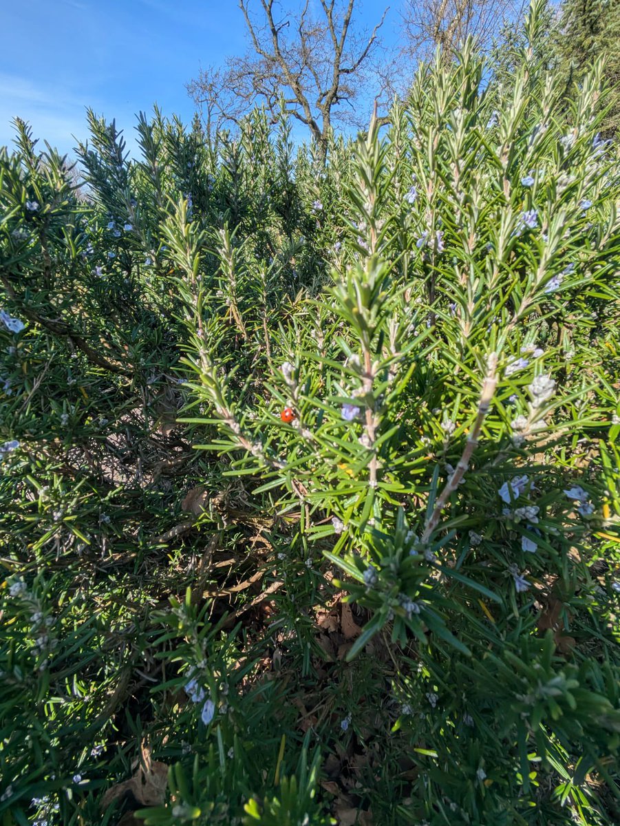 PCAprimarydept tweet media