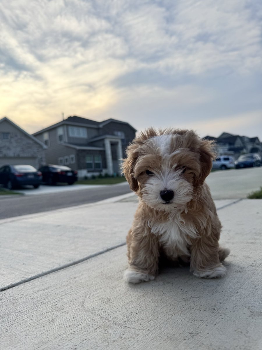 DWIGHT ⛳️🎯🐶🏈 tweet media