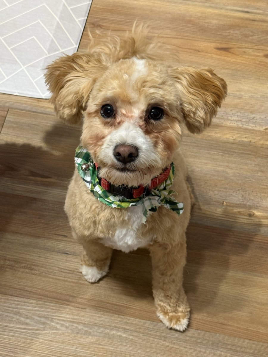 DWIGHT ⛳️🎯🐶🏈 tweet media