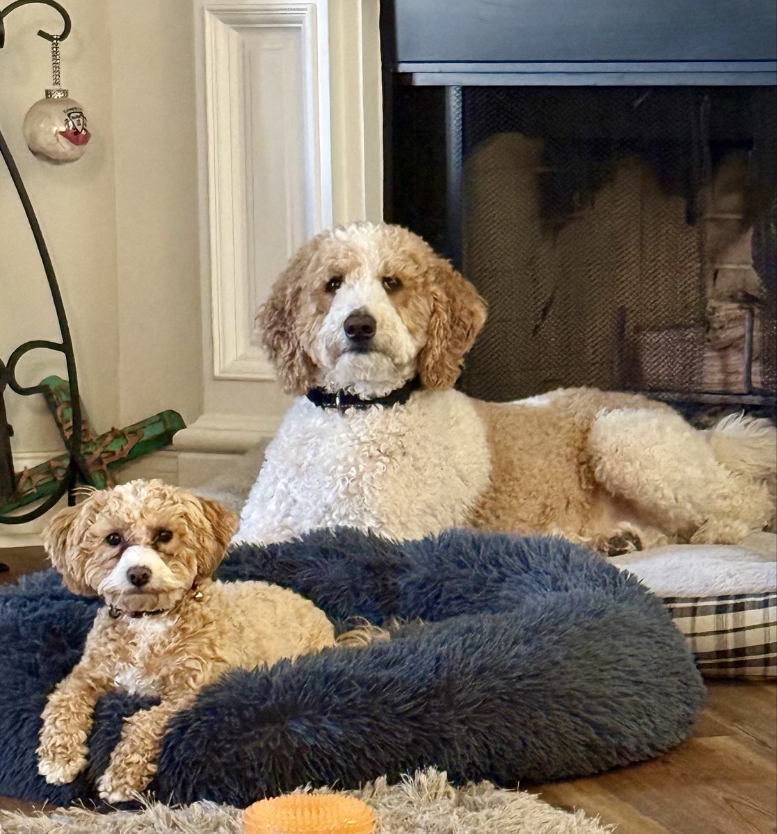 DWIGHT ⛳️🎯🐶🏈 tweet media