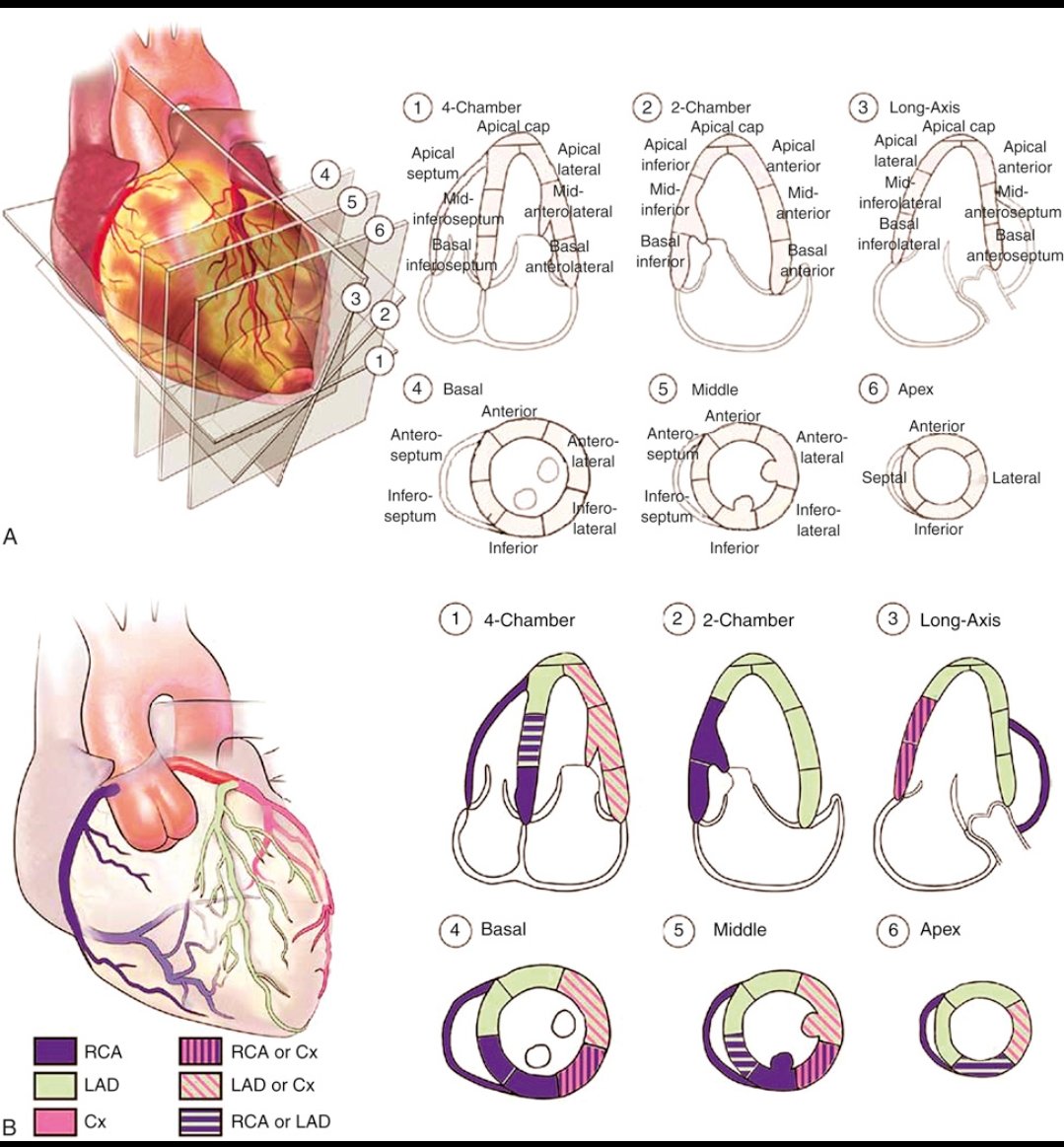 CardiovascularCorner tweet media