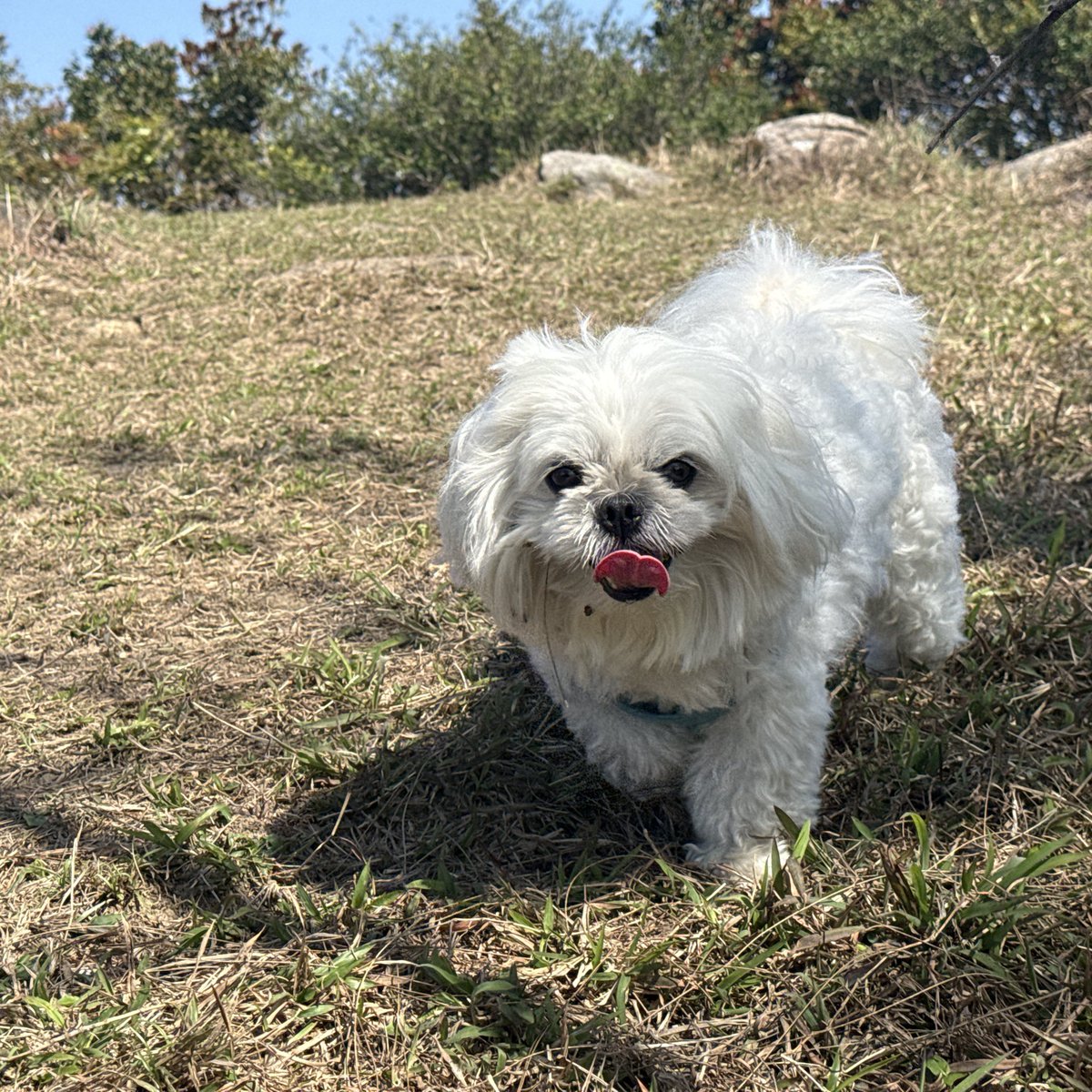 KryanXu's tweet photo. 狗狗Hiking   #香港#麦里浩径 https://t.co/uXO8upnnpX