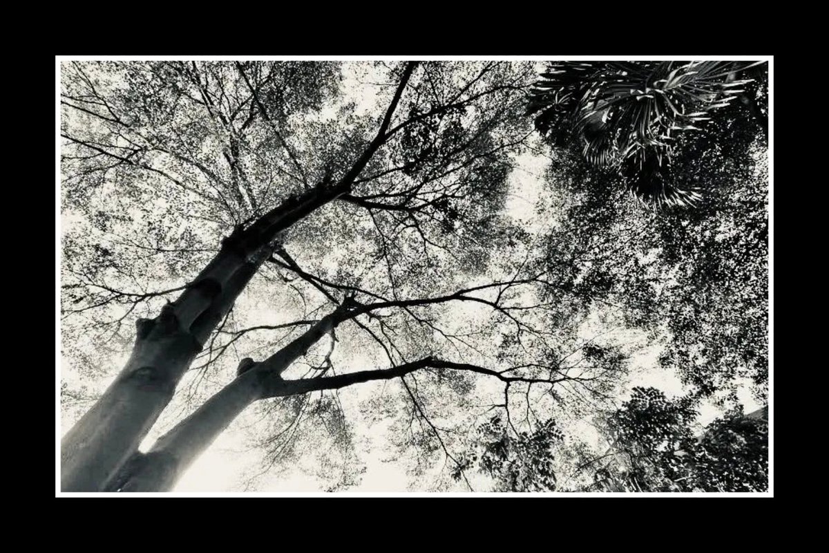 Thanh Hai Binary tweet media