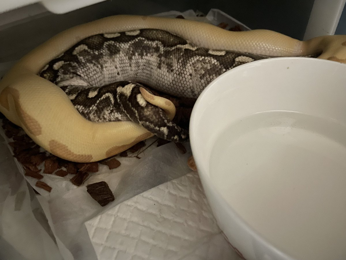 ポンコツあんのうん🐍 tweet media