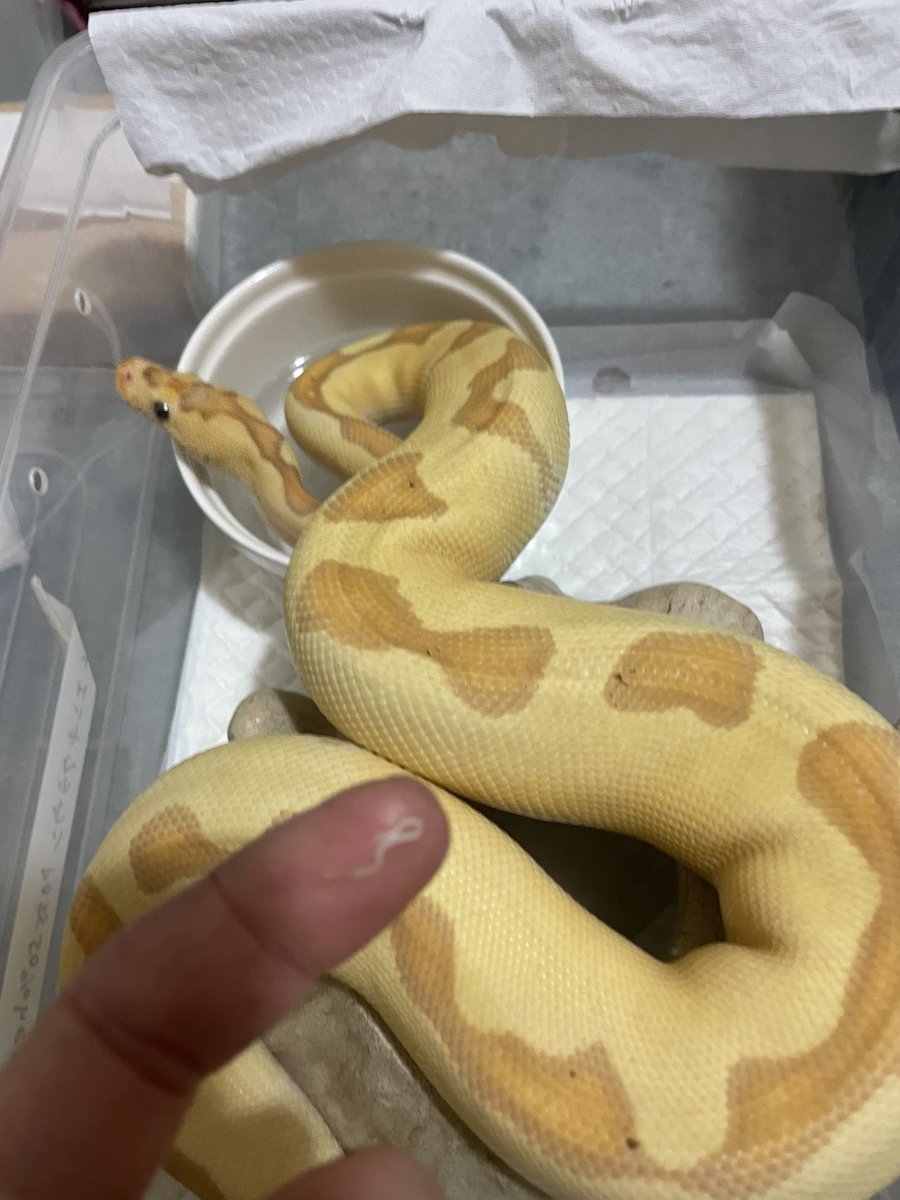 ポンコツあんのうん🐍 tweet media