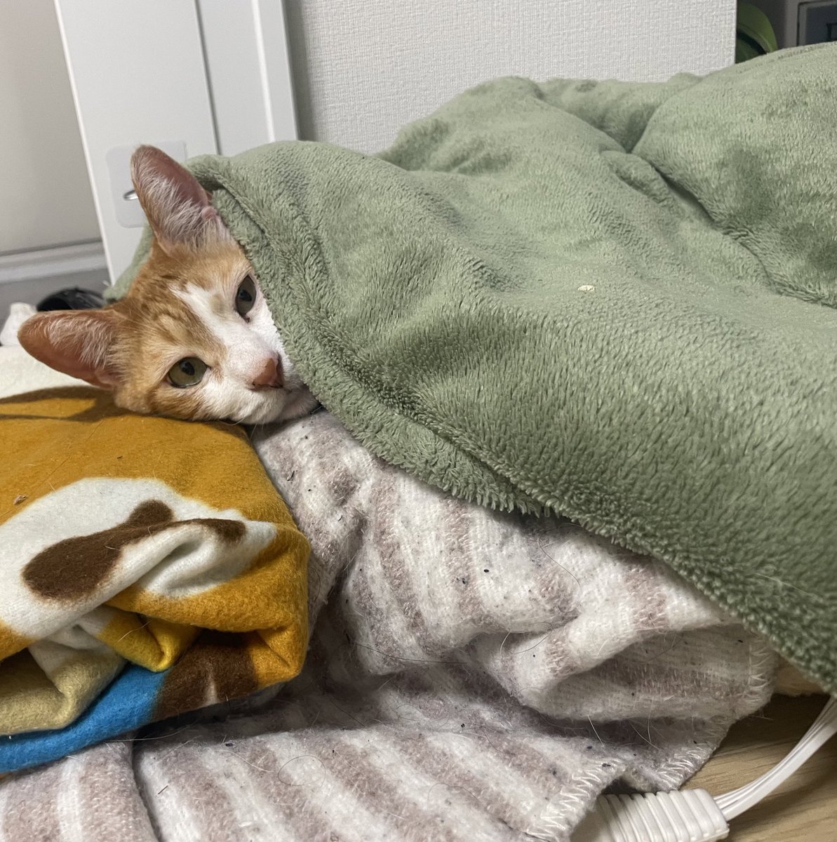 チャー坊 tweet media