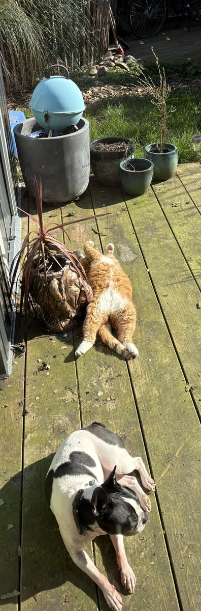 🦩Let🦩 tweet media