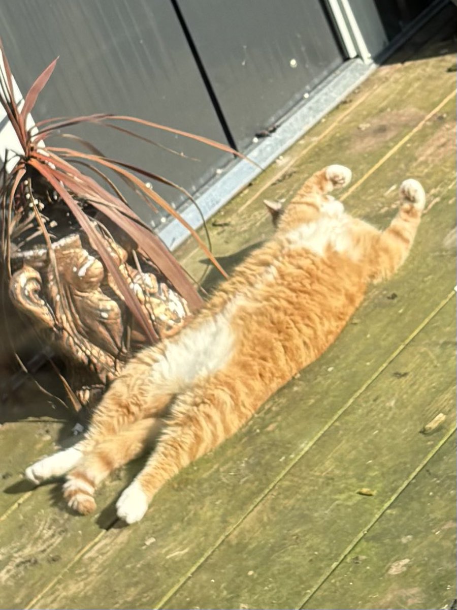 🦩Let🦩 tweet media