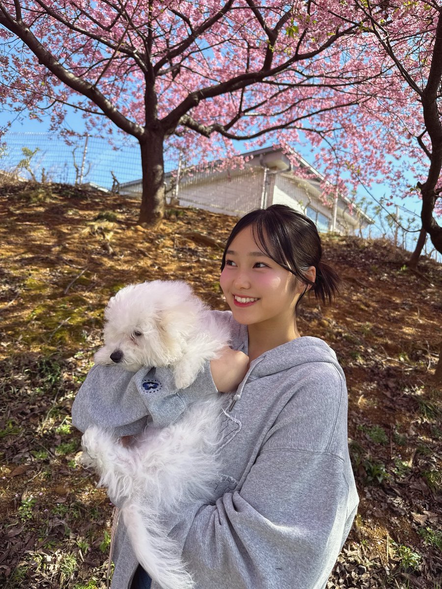 hkt48_kokoppe's tweet photo. ぽぽとぺぺで桜見に行ったよ🌸🐶 https://t.co/L1mt9ulHey