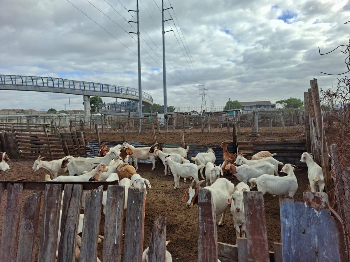 City of Cape Town tweet media