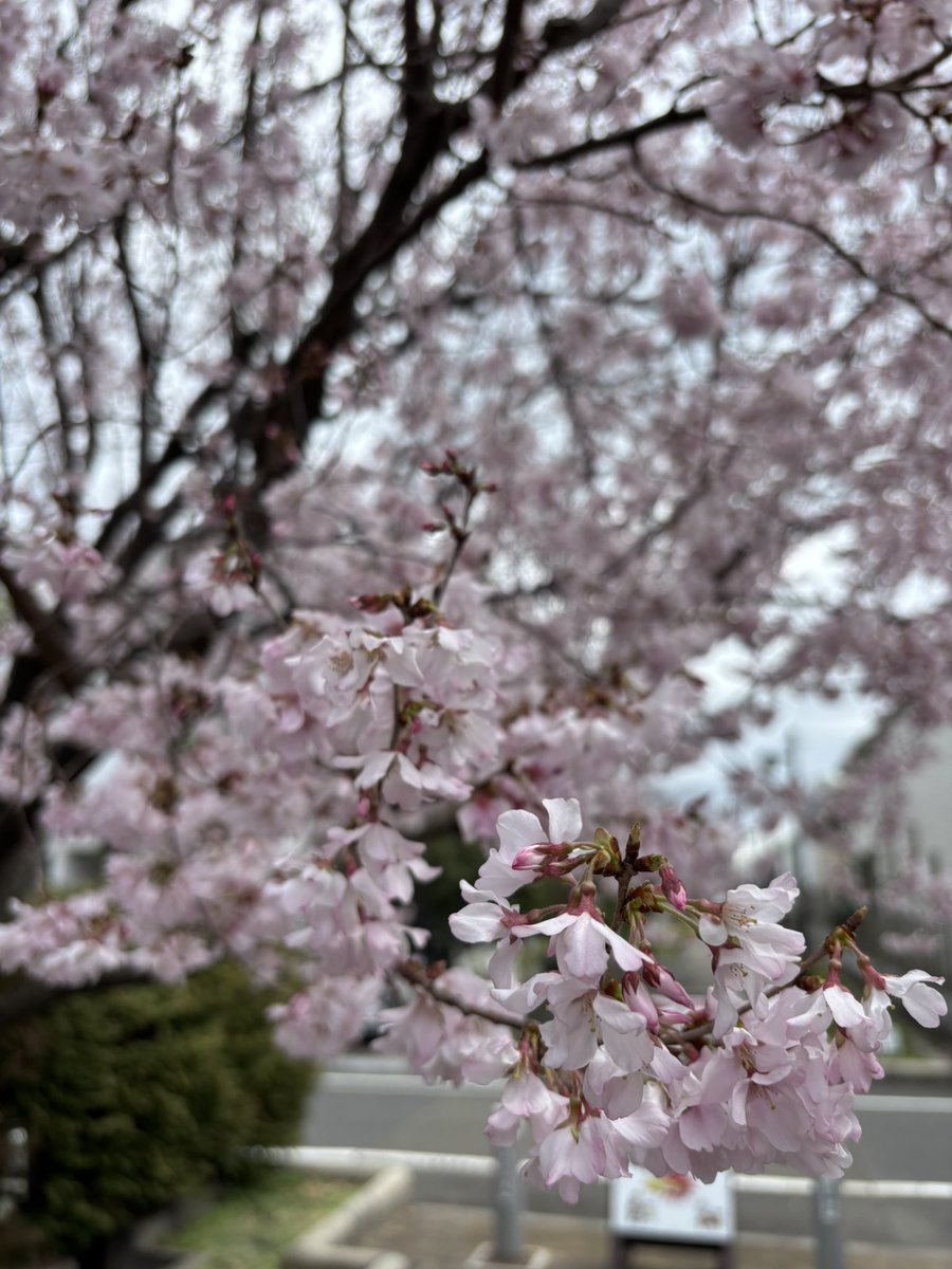 Chika2550🇹🇭🇩🇰🇳🇴🇯🇵 tweet media