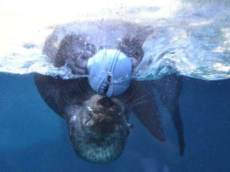 The Valley Zoo Development Society tweet media