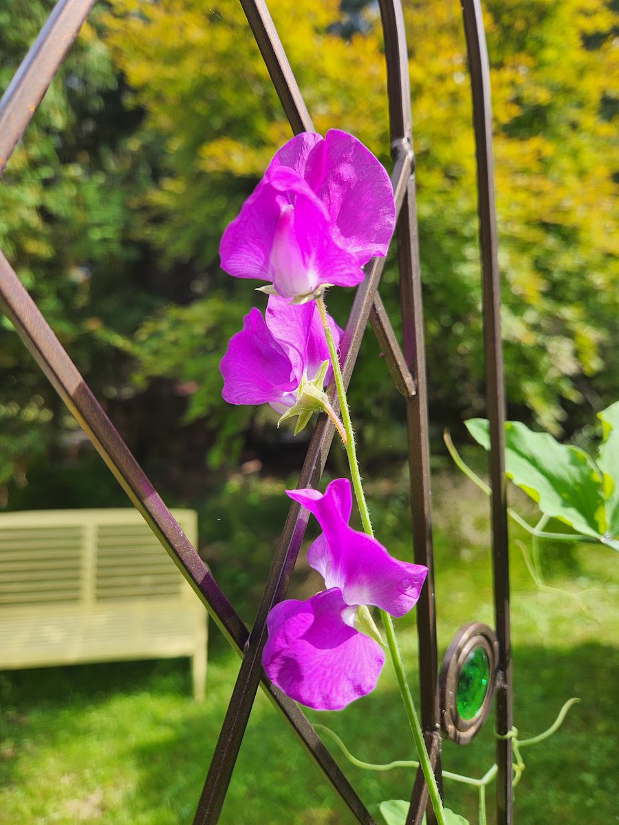 🌱 Shannon Walsh 🦋🦋🦋 tweet media