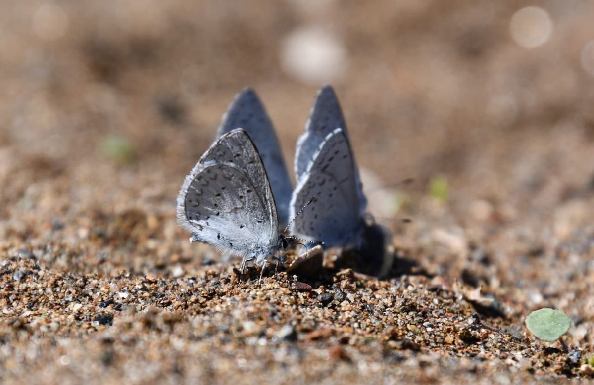 Beth Pratt tweet media