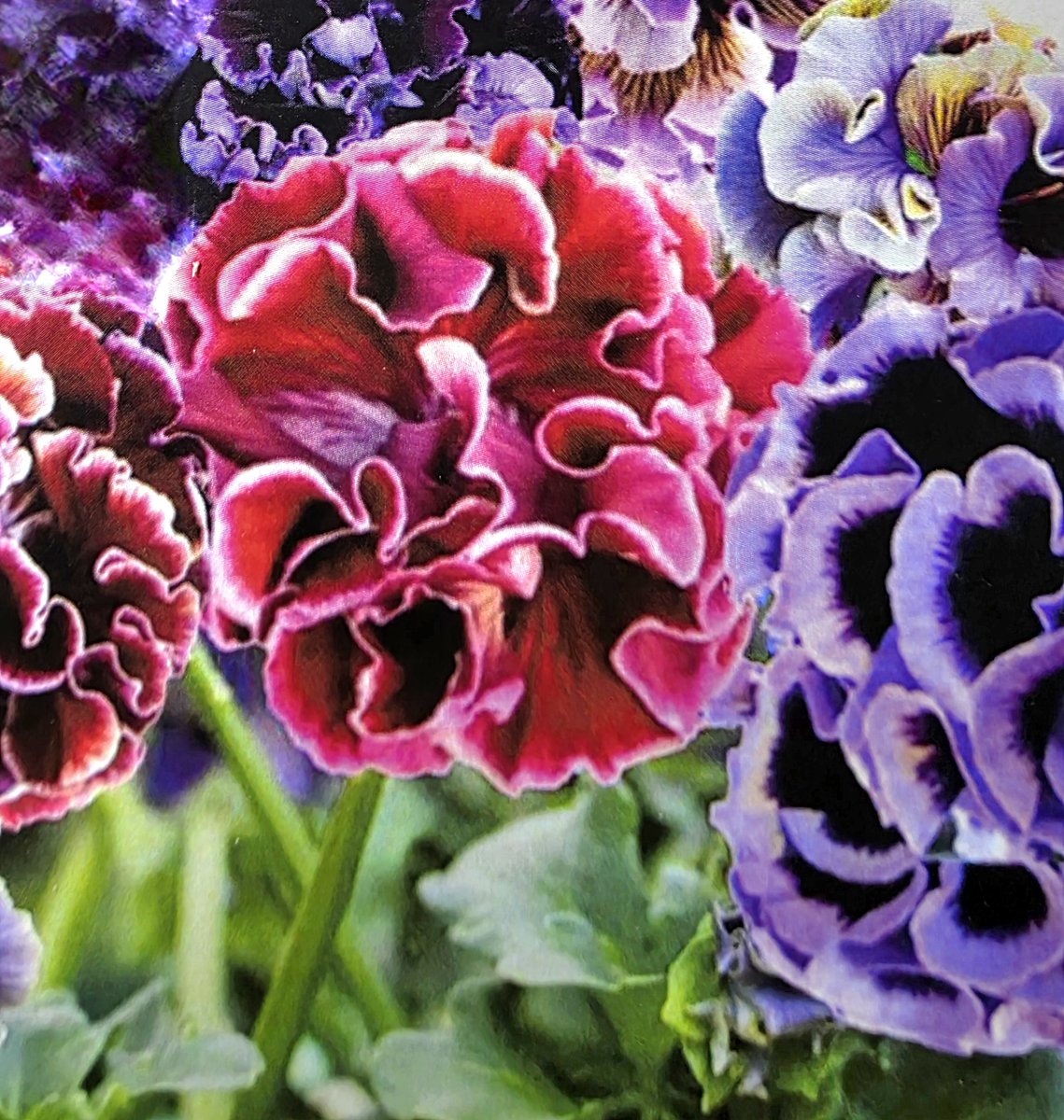 To assure the highest quality, we’ve delayed the debut of our Japanese Pansies until the first week in April. Thank you for your patience.