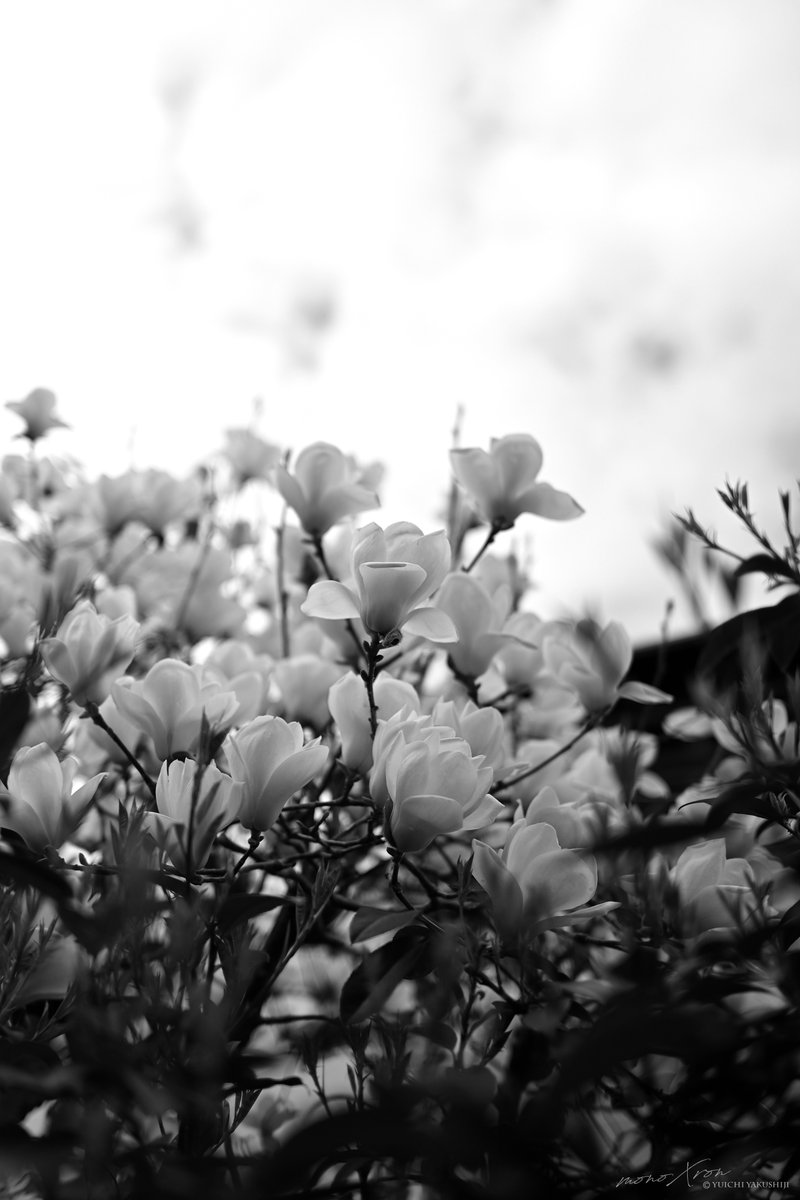 monoXron tweet media