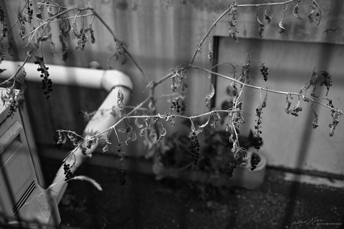 monoXron tweet media