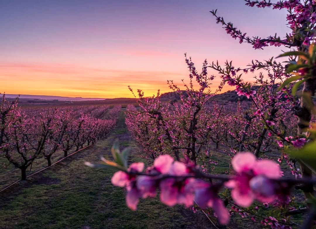 Segrià Turisme tweet media