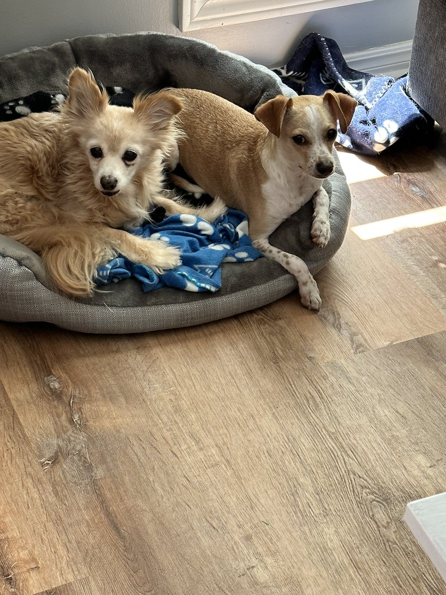 Finnegan 🇨🇦Angel Cooper🌈 and Andria 🇨🇦🐶😇 tweet media