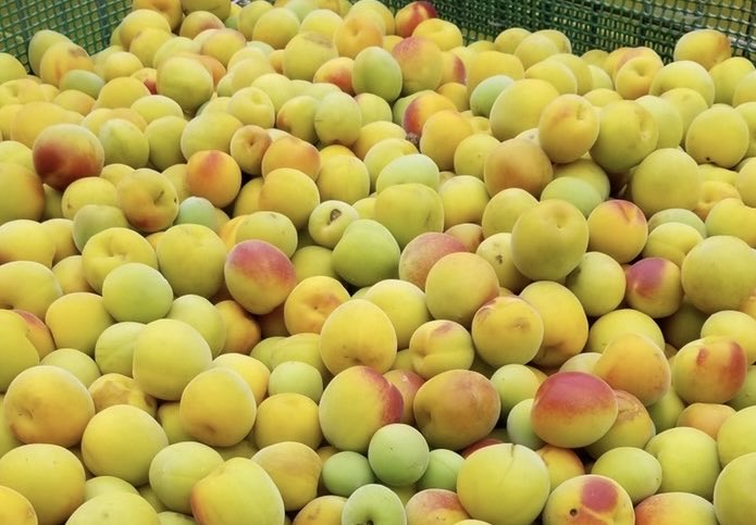 (株)梅樹園 【公式】 tweet media