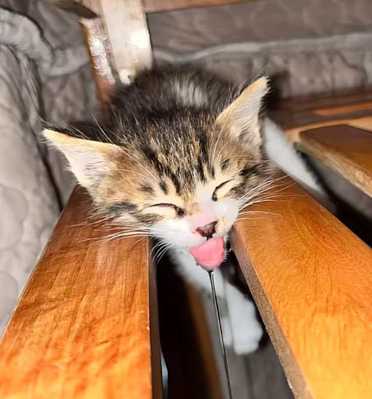 I forgot I had this account hi guys ￼￼