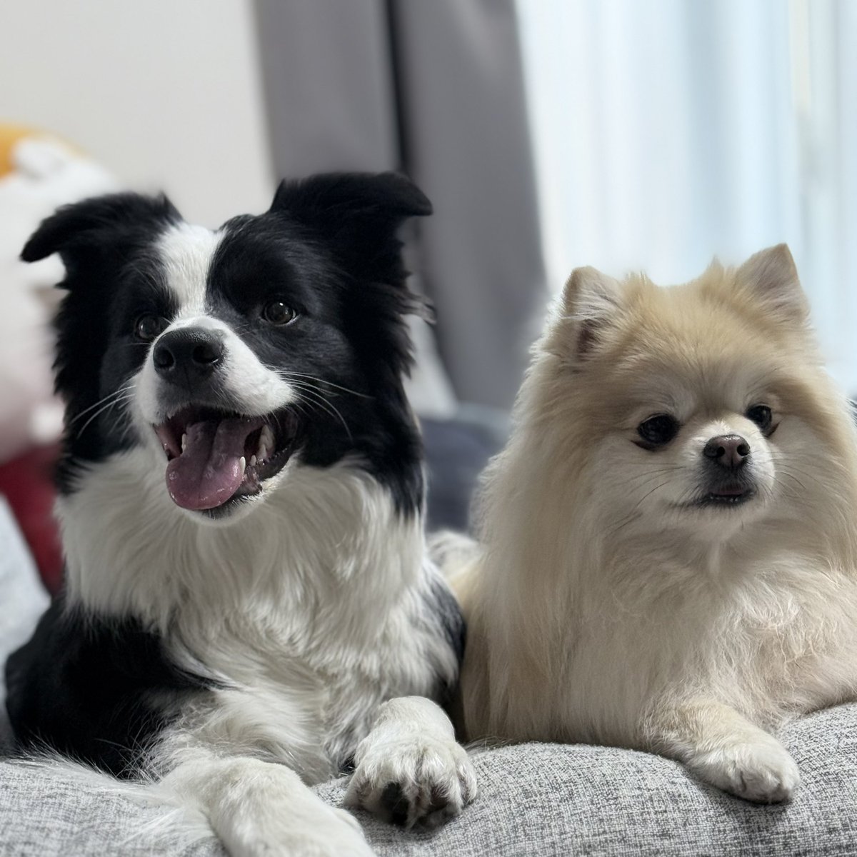 レティ🐼ボーダーコリー tweet media