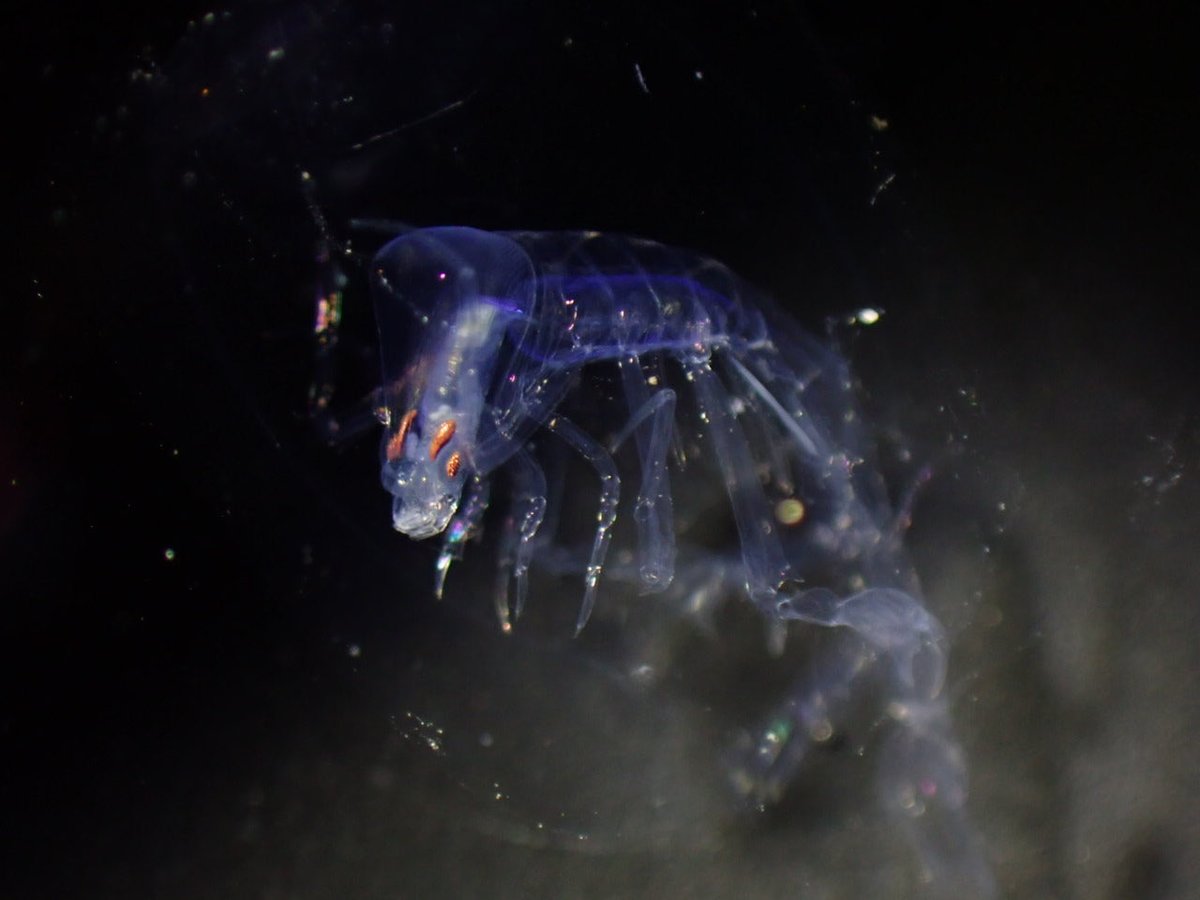 いそかさ tweet media