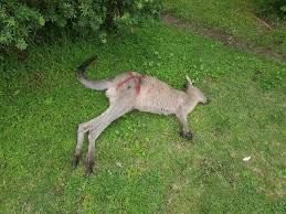 Rodrigo Constantino tweet media