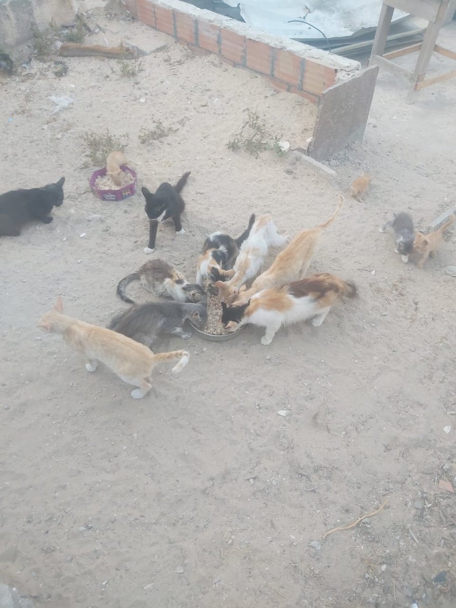 help cats tweet media