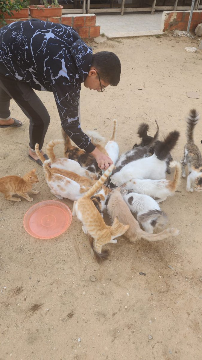 help cats tweet media